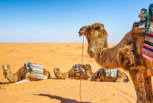 Grand Sahara Aventures